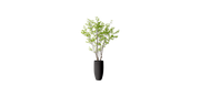 Asian Birch Tree