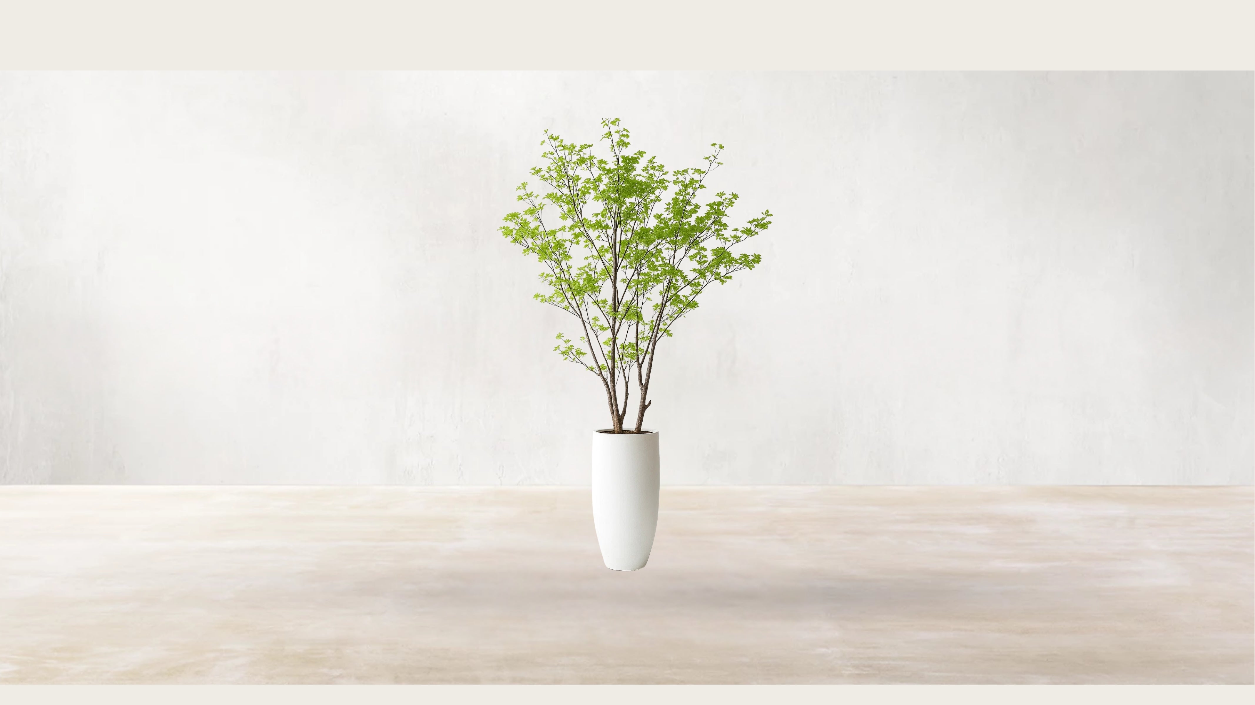 Asian Birch Tree