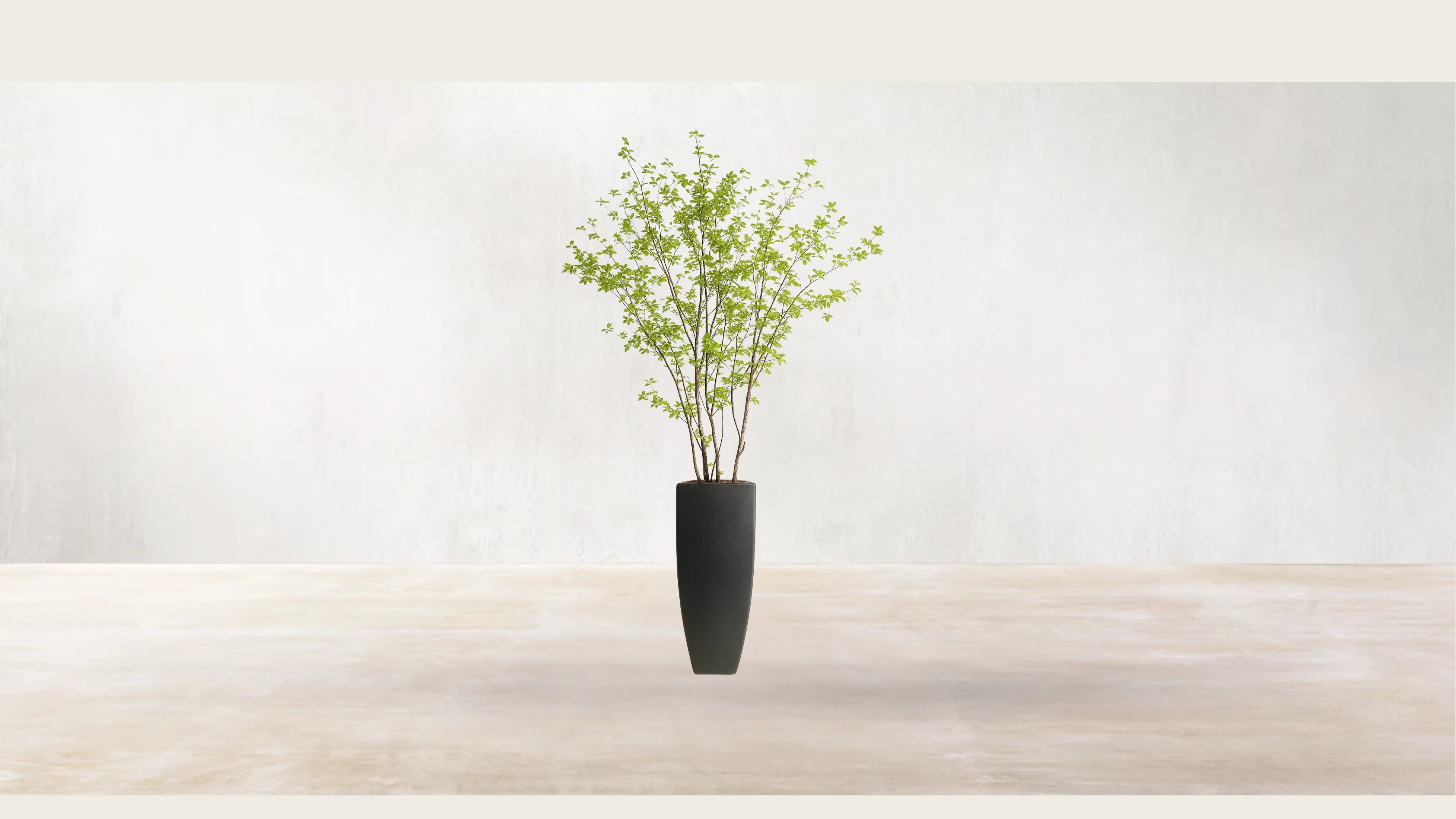 Asian Birch Tree
