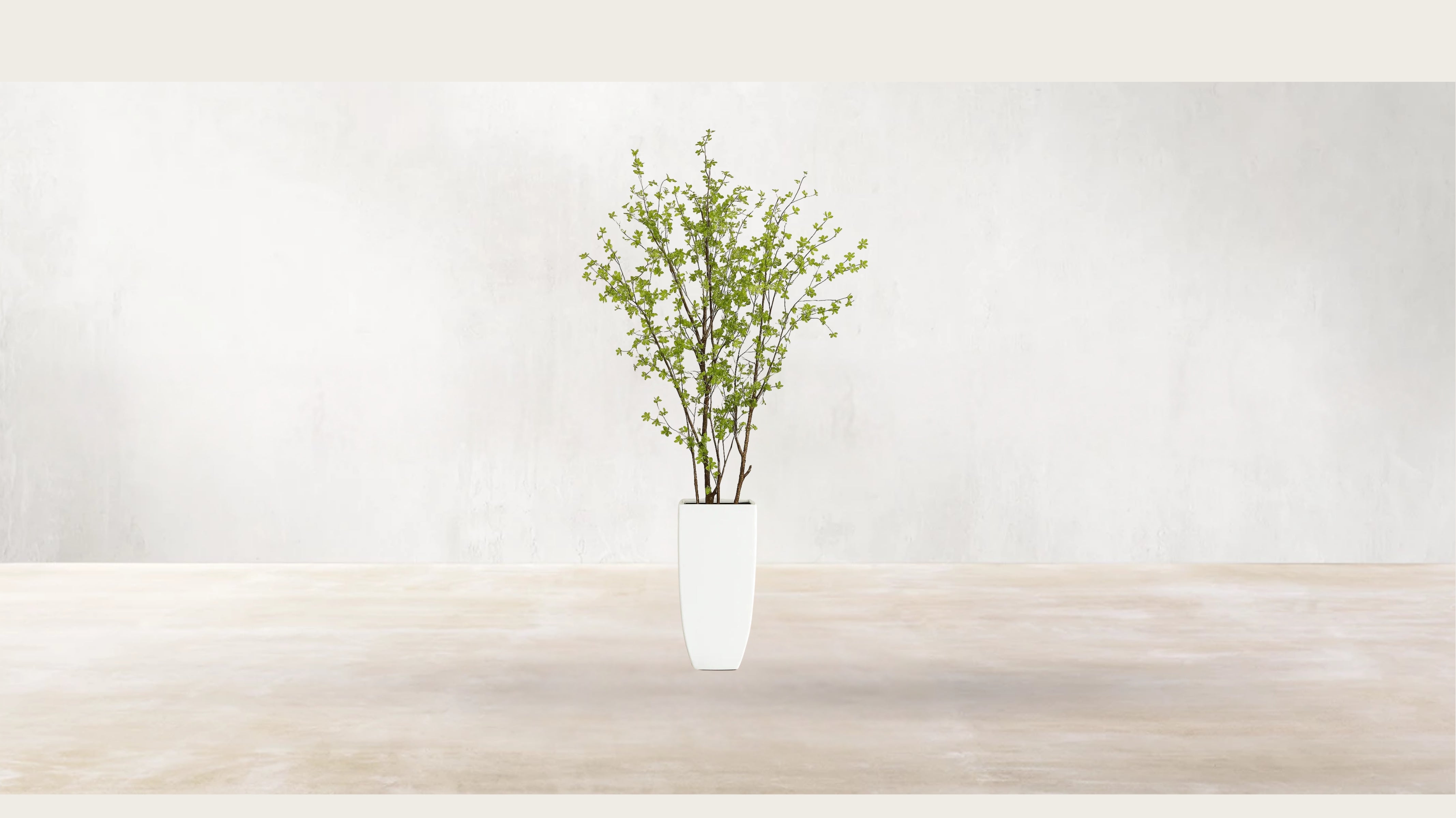 Asian Birch Tree