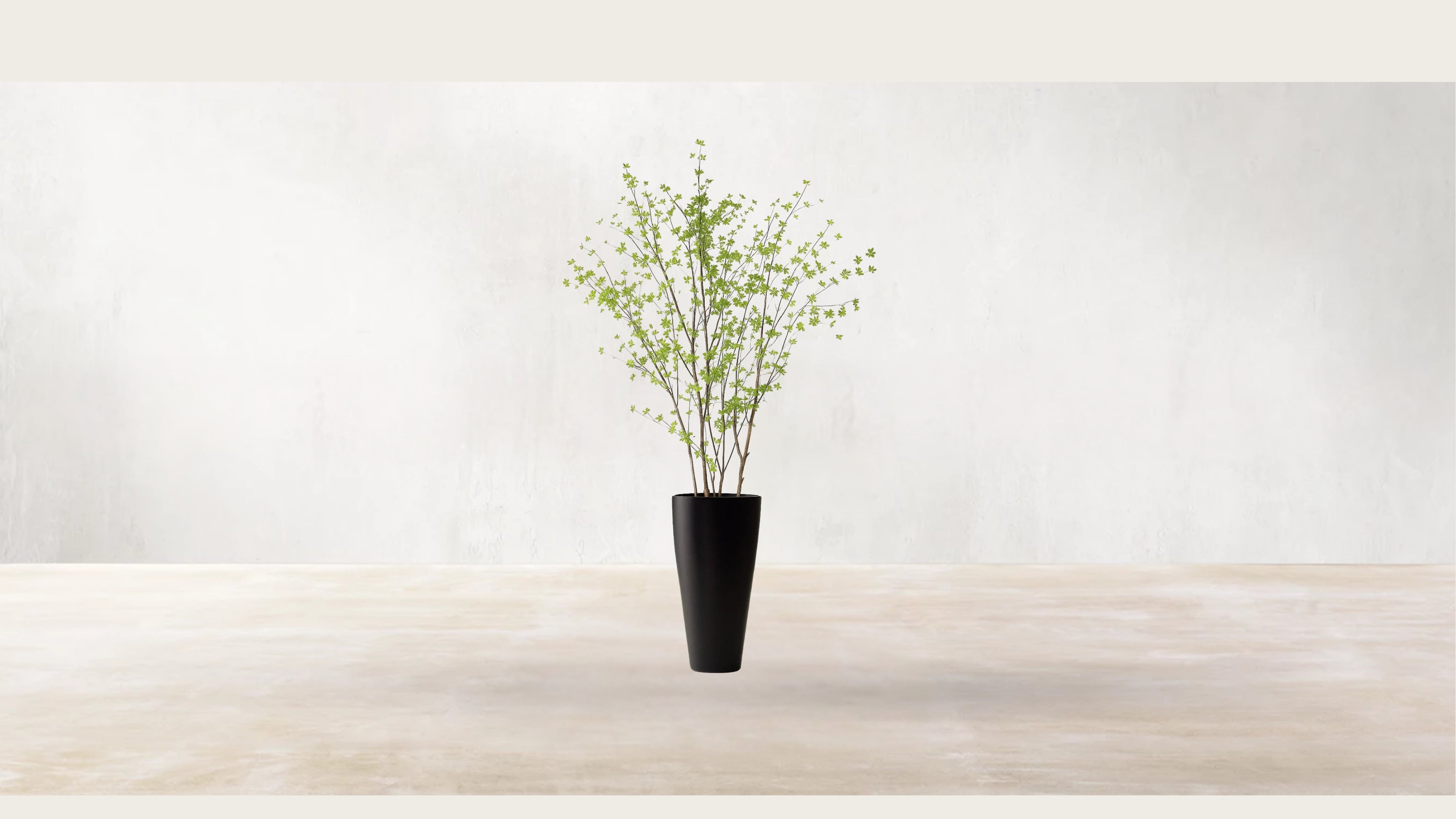 Asian Birch Tree