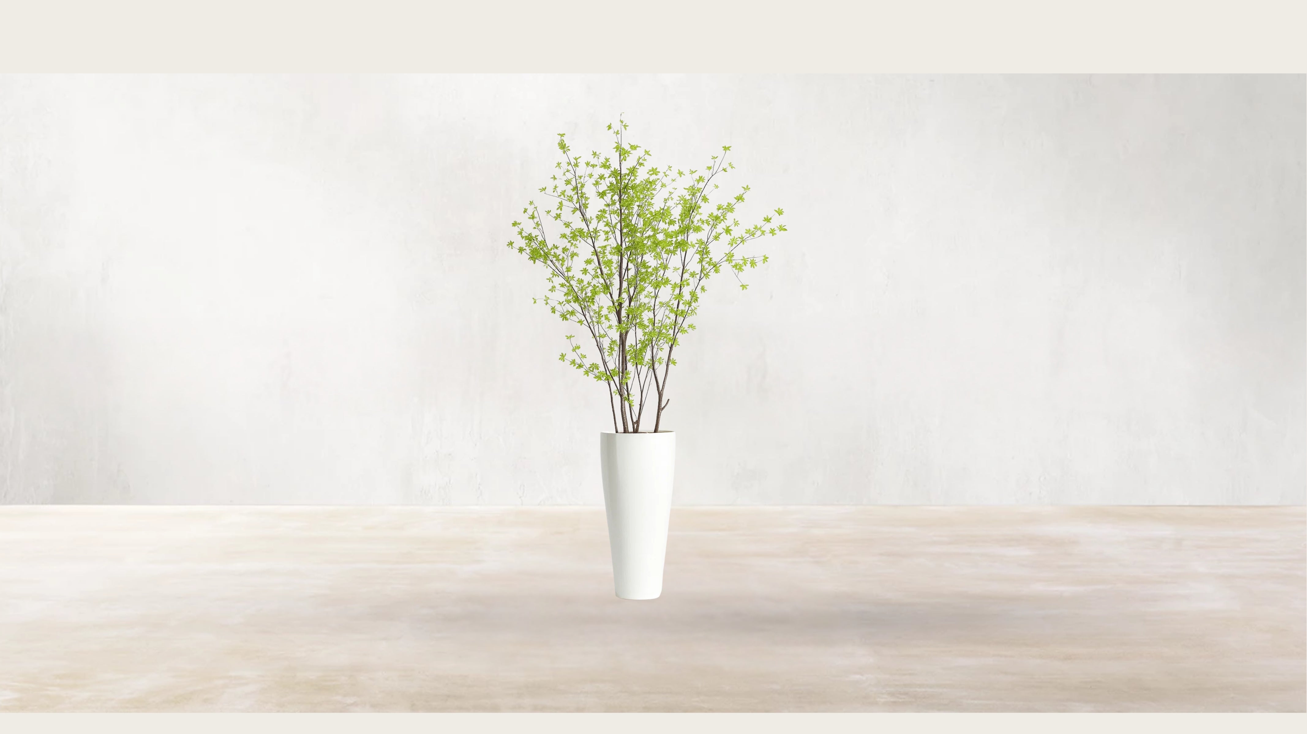 Asian Birch Tree