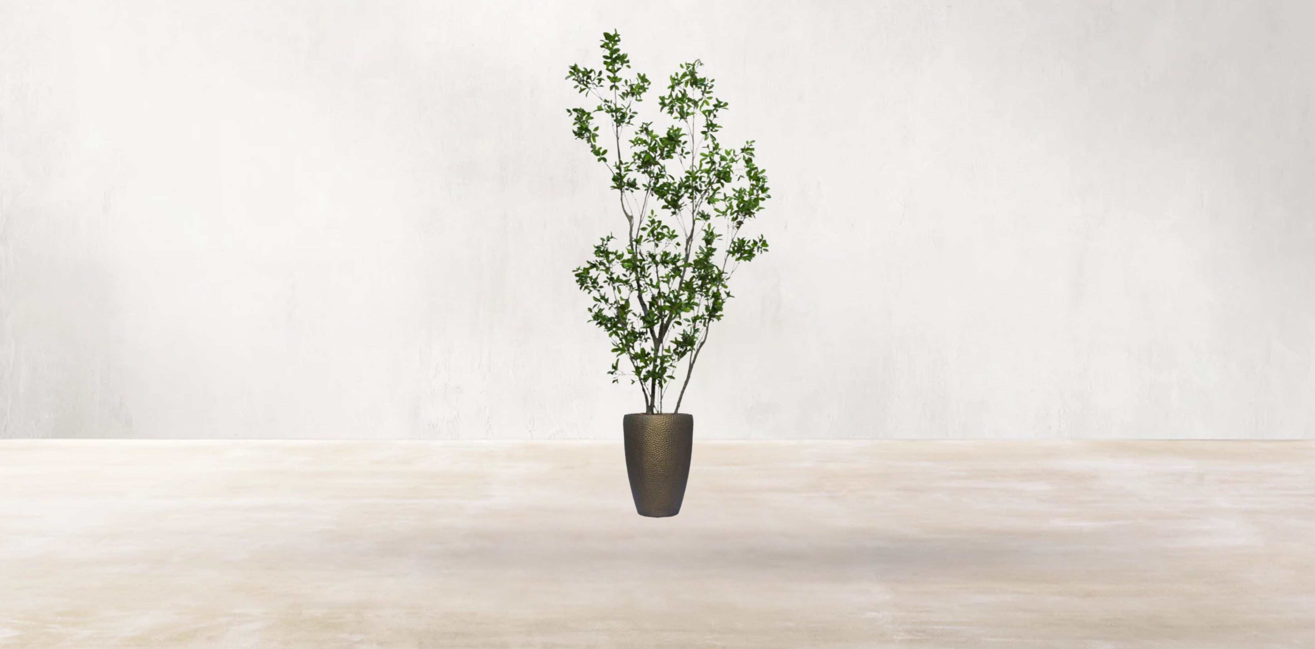 Asian Ficus Tree