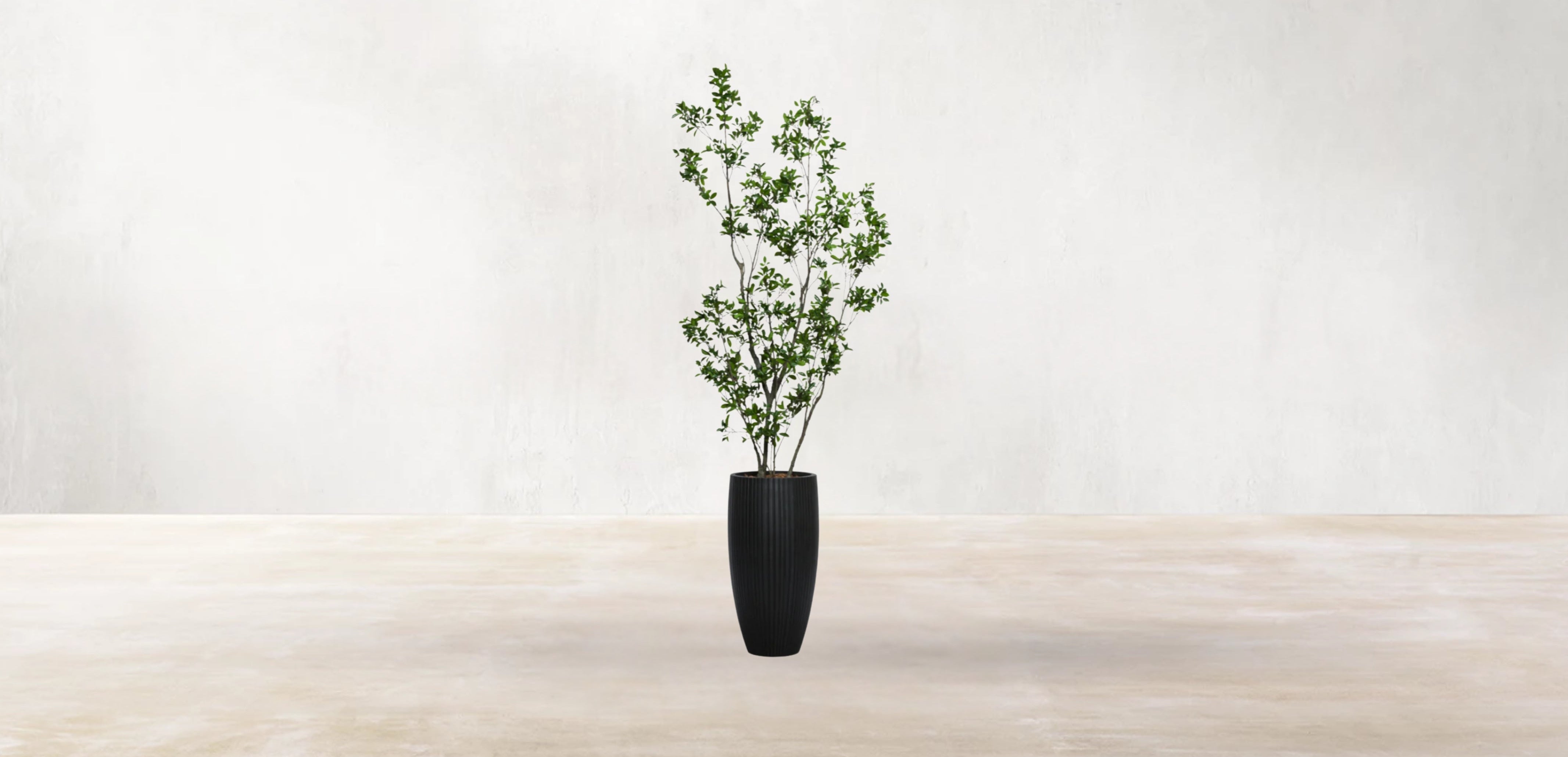 Asian Ficus Tree