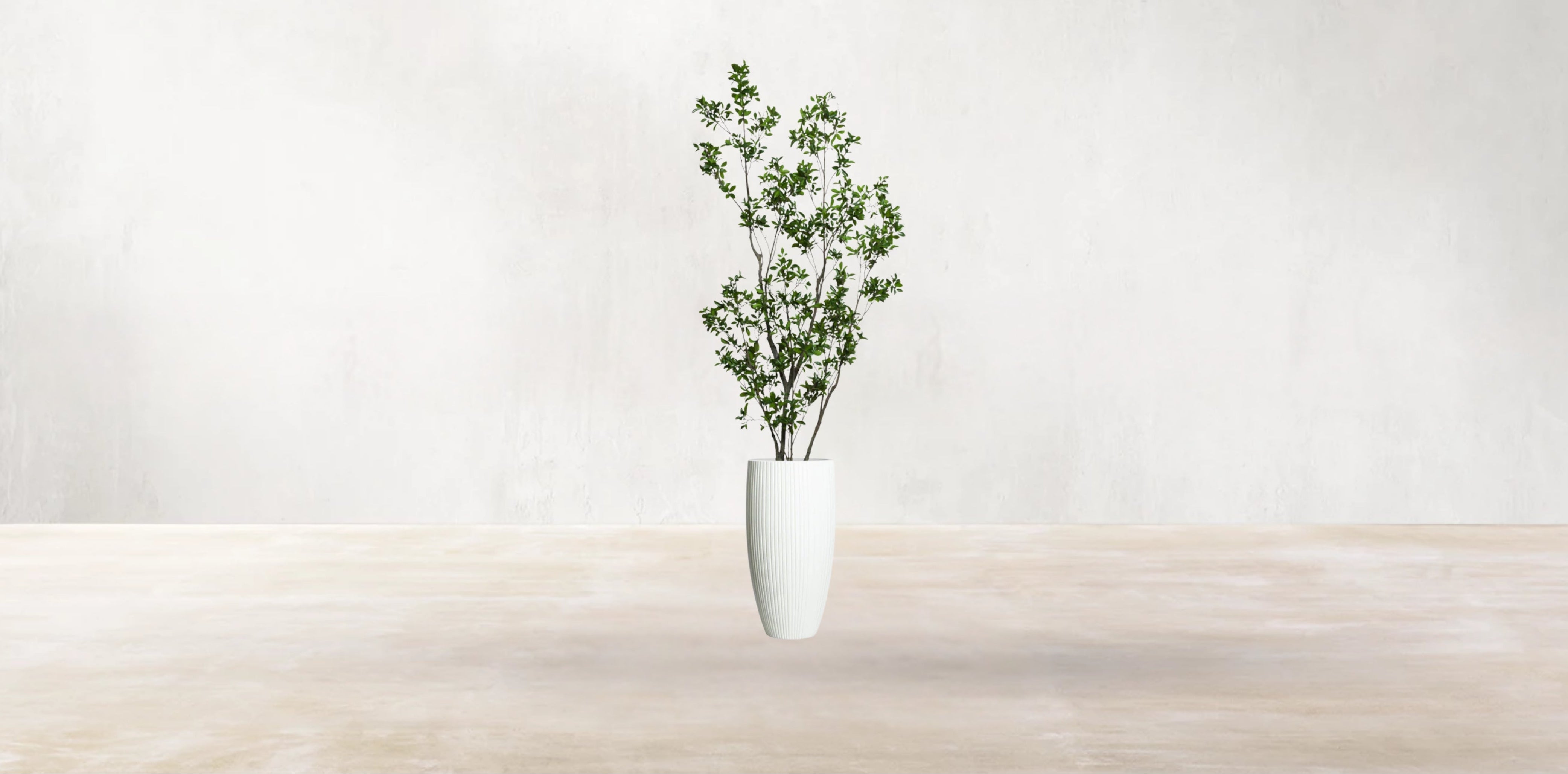 Asian Ficus Tree