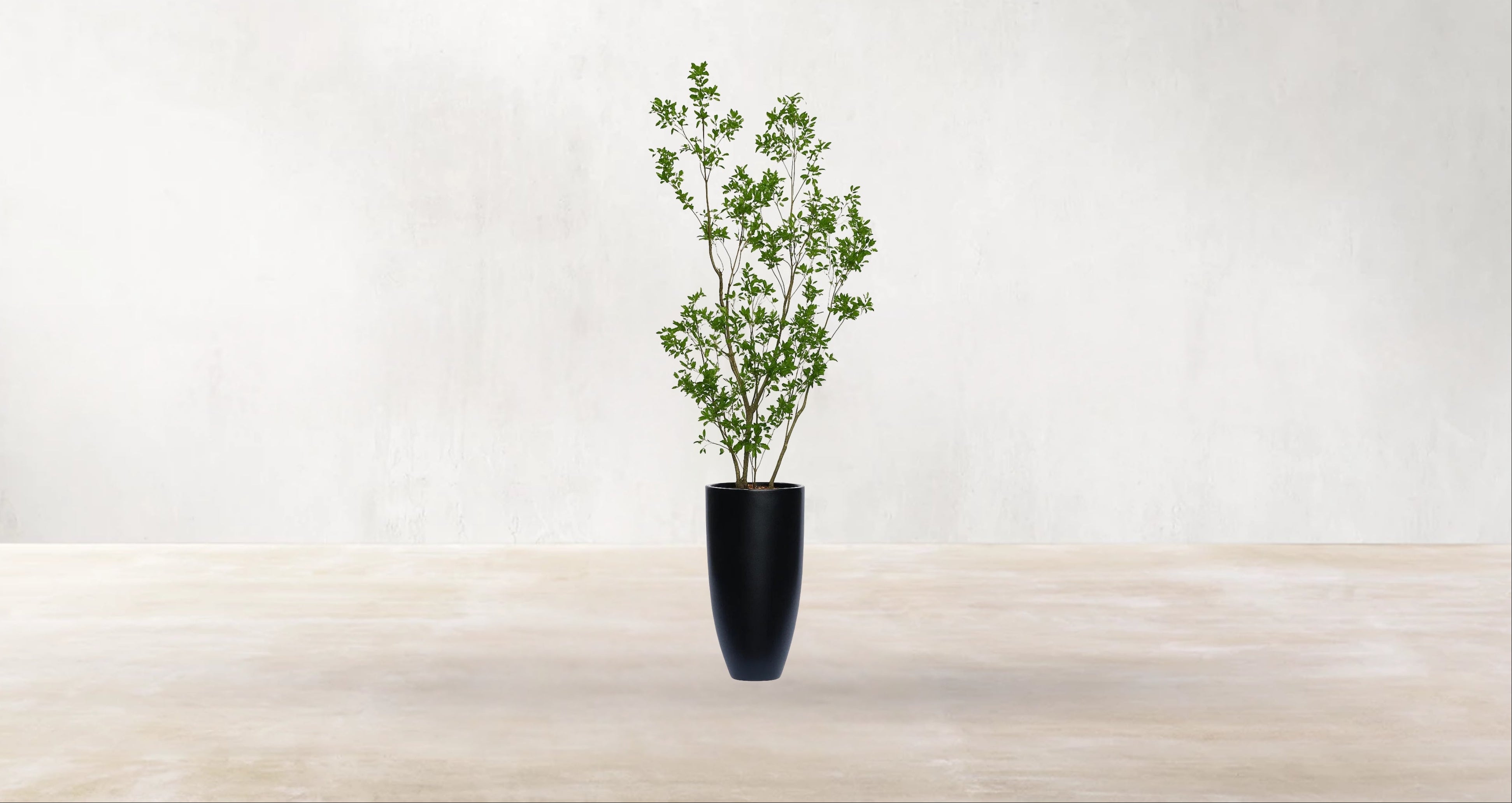 Asian Ficus Tree