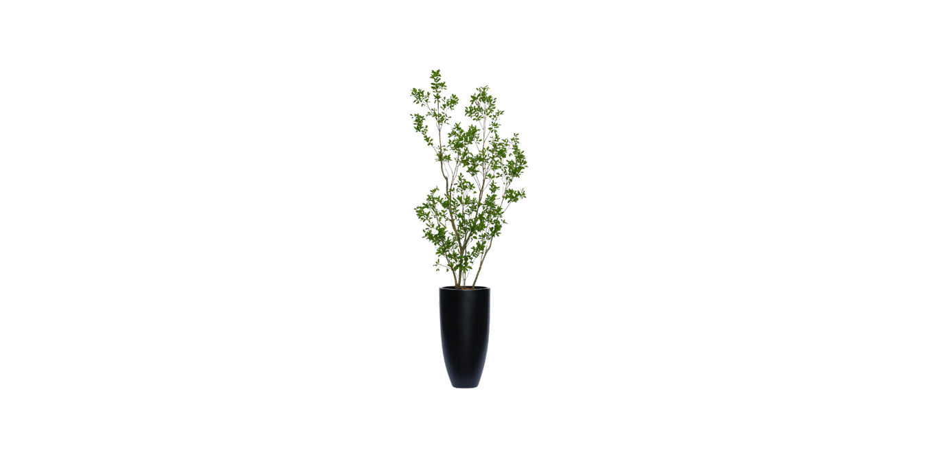 Asian Ficus Tree