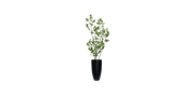 Asian Ficus Tree