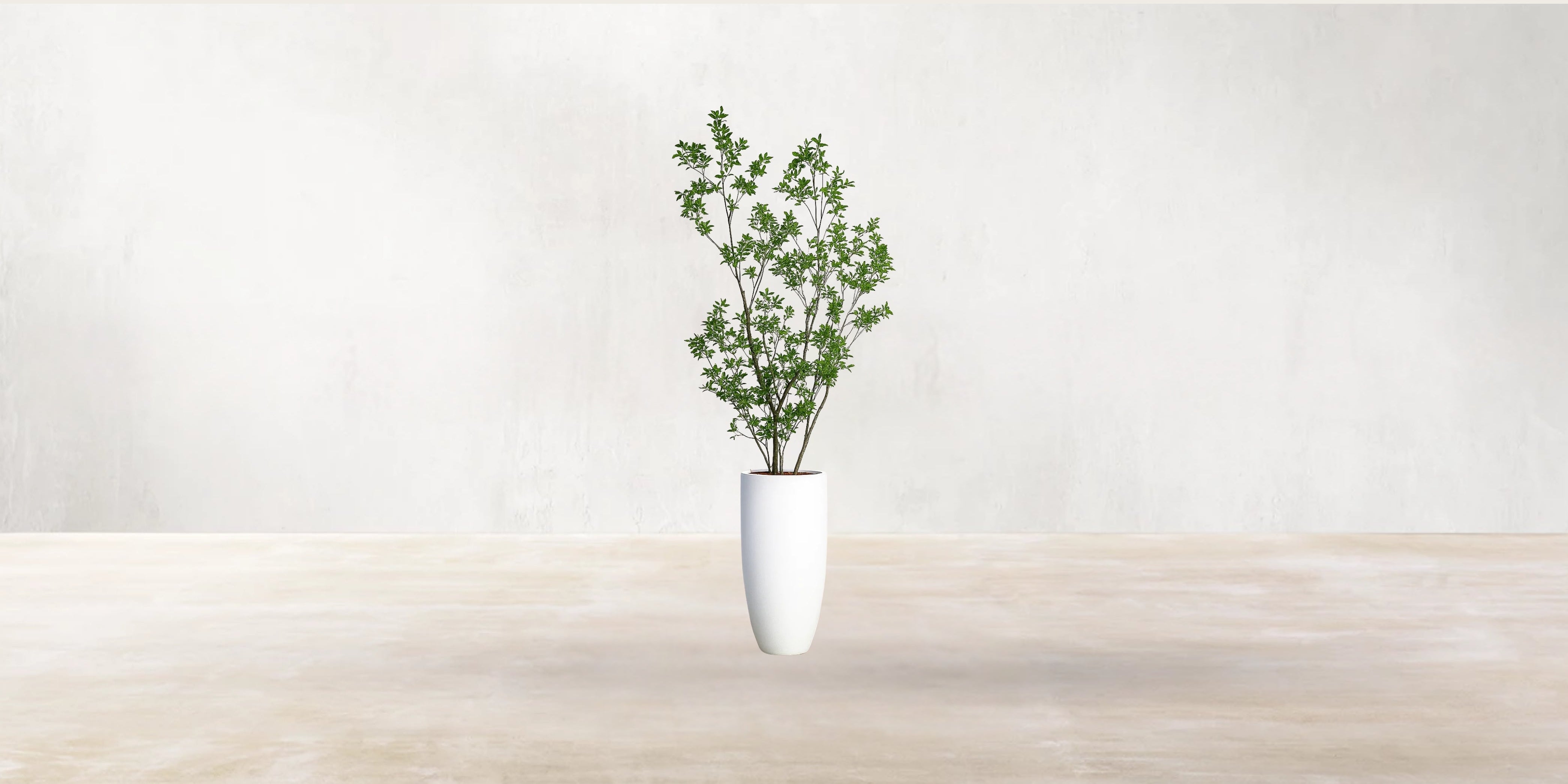 Asian Ficus Tree