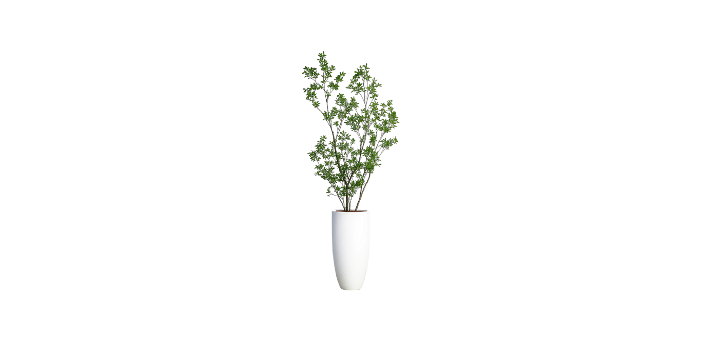 Asian Ficus Tree