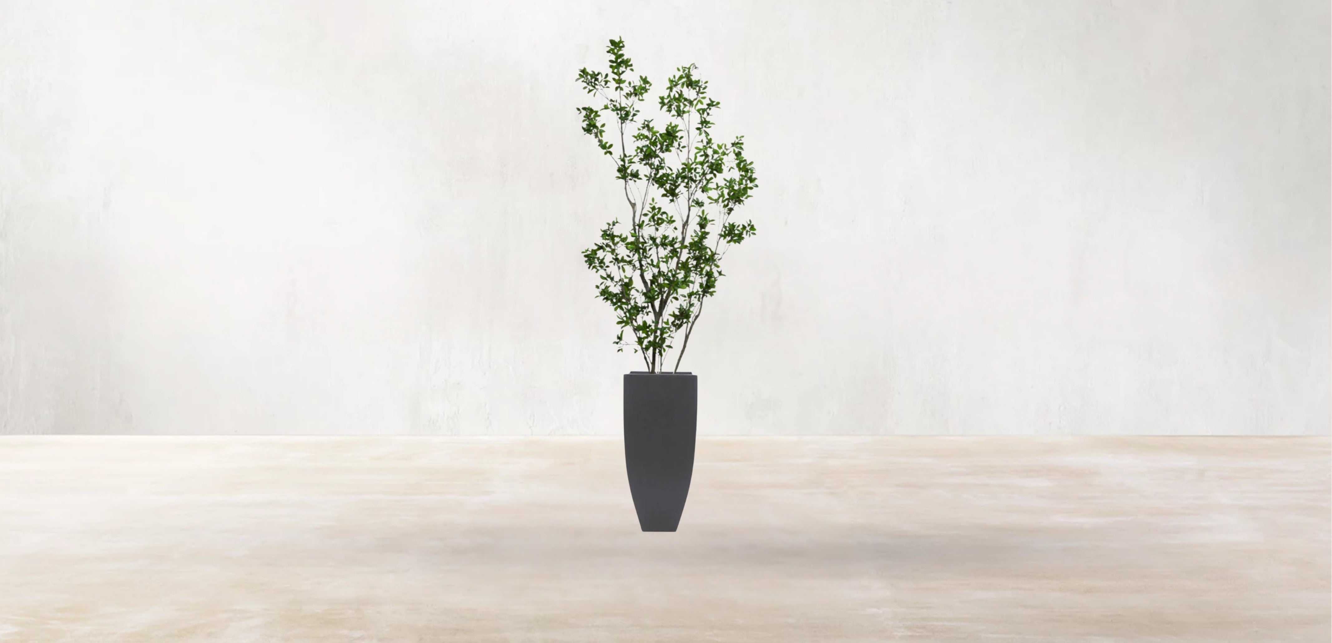 Asian Ficus Tree