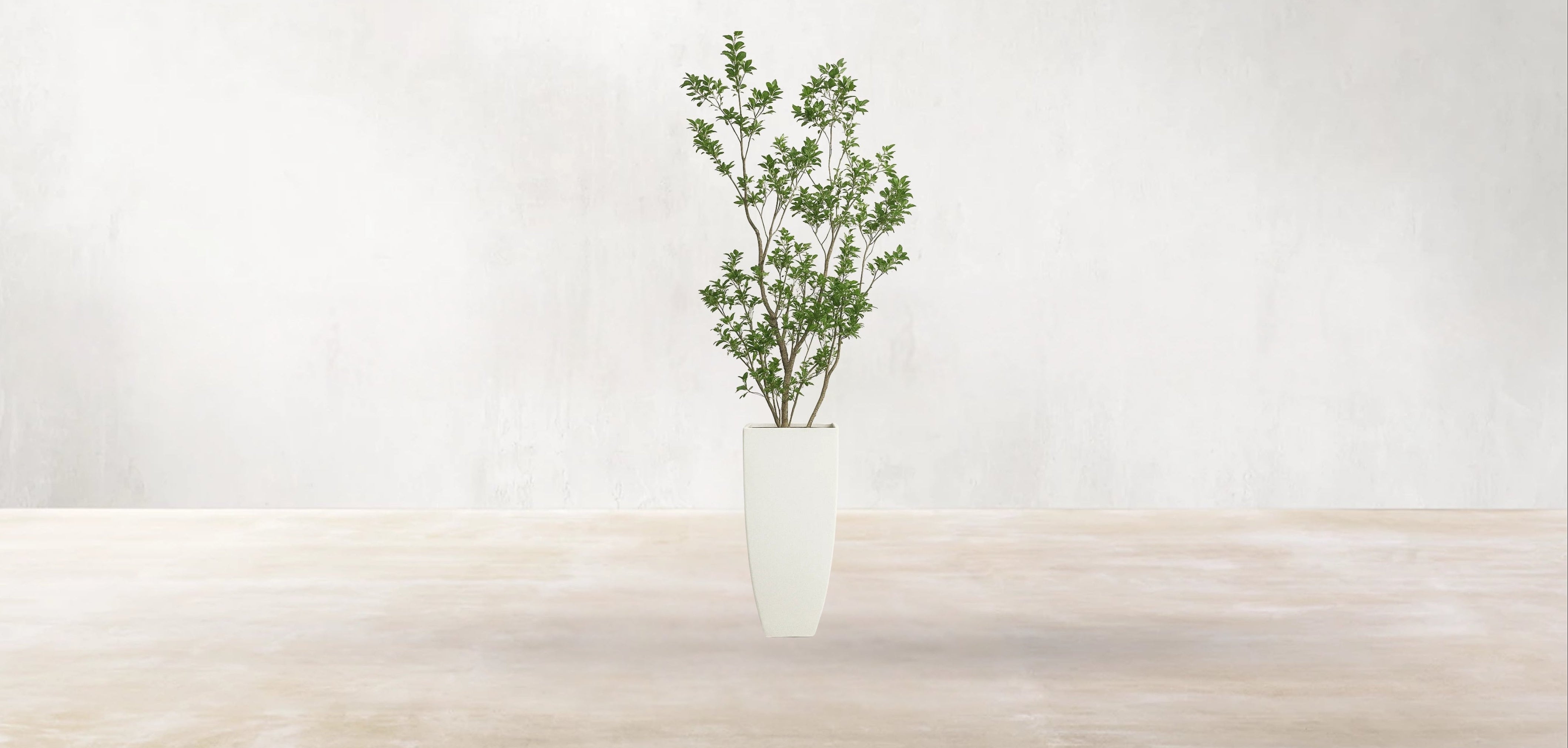 Asian Ficus Tree