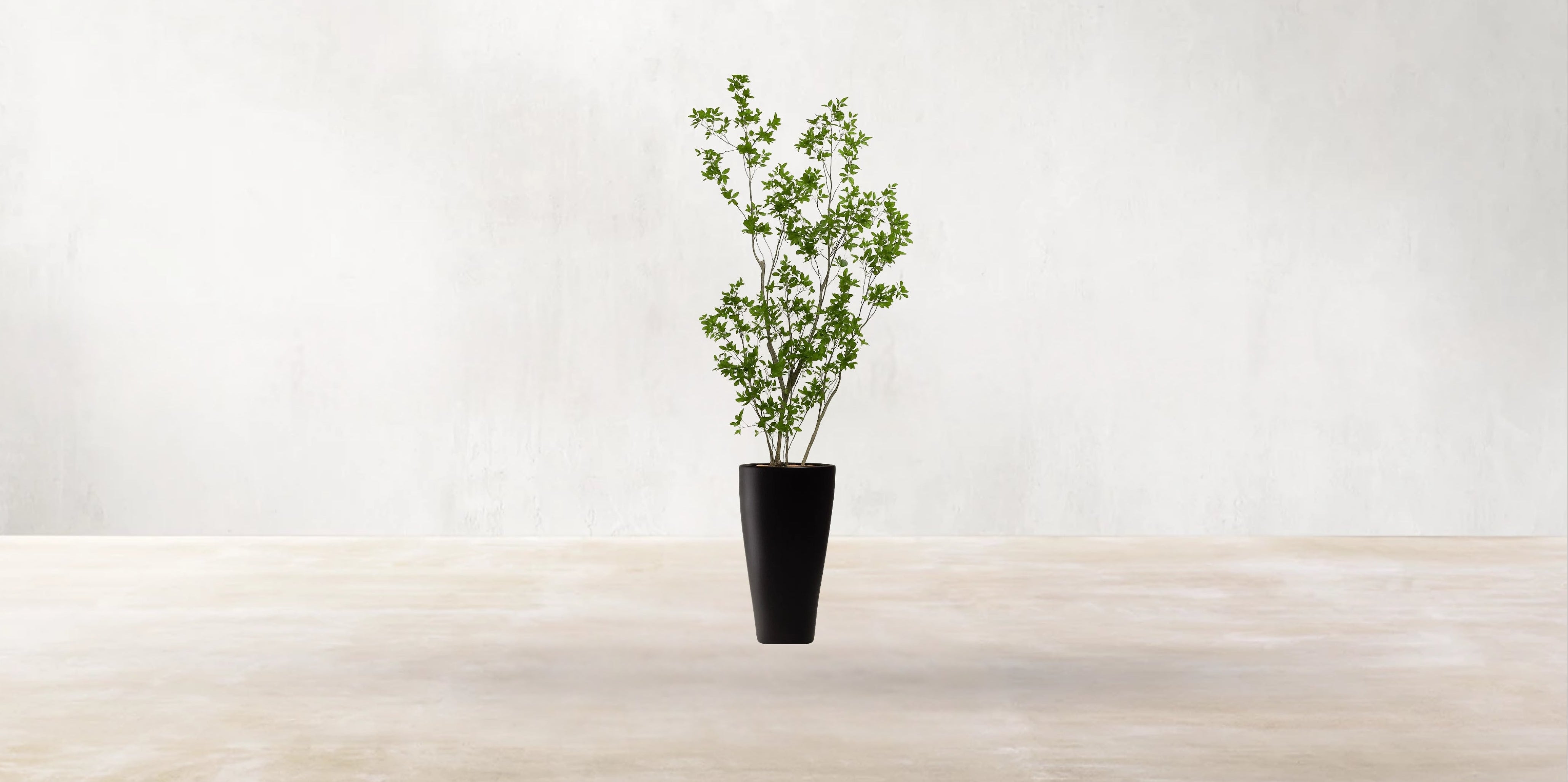 Asian Ficus Tree