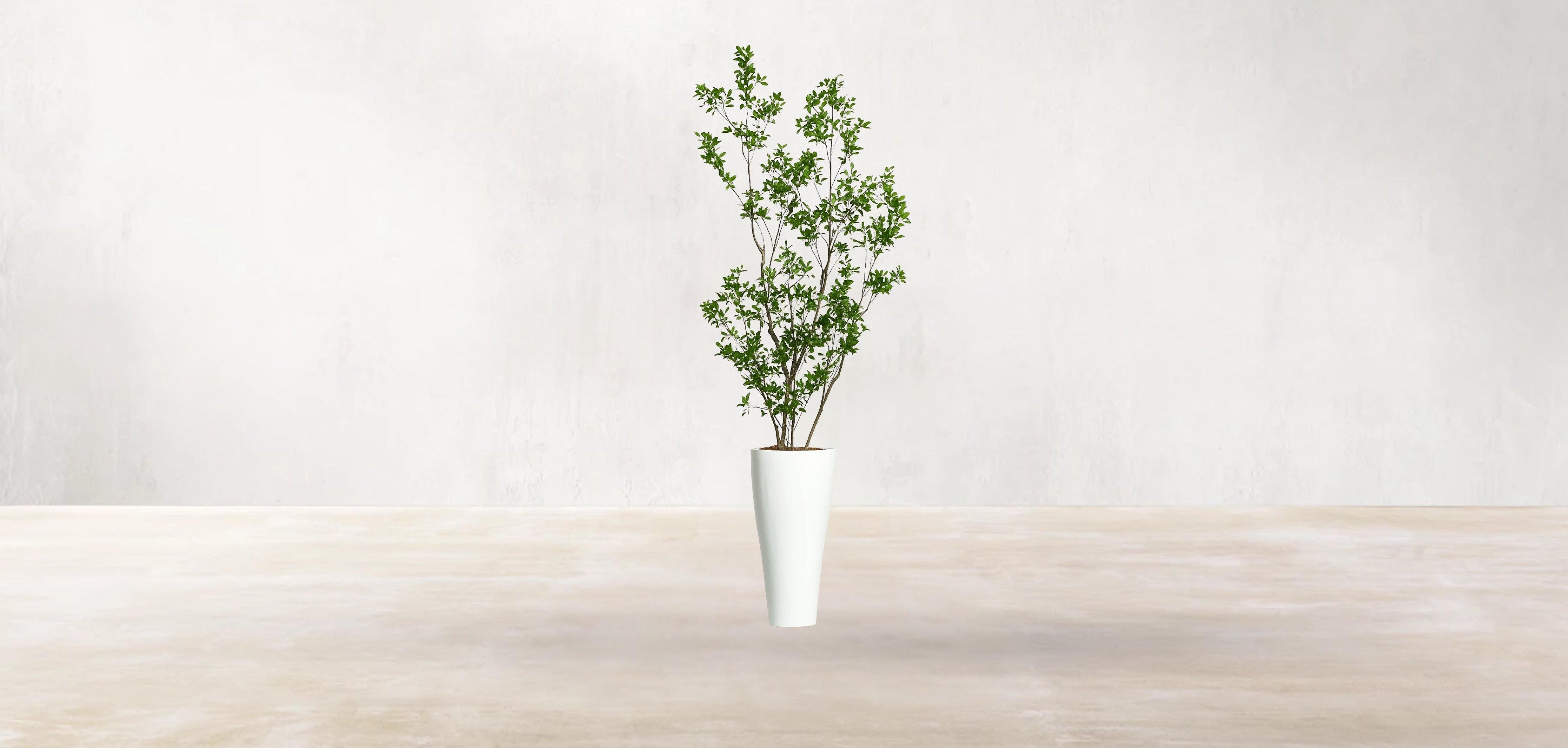 Asian Ficus Tree