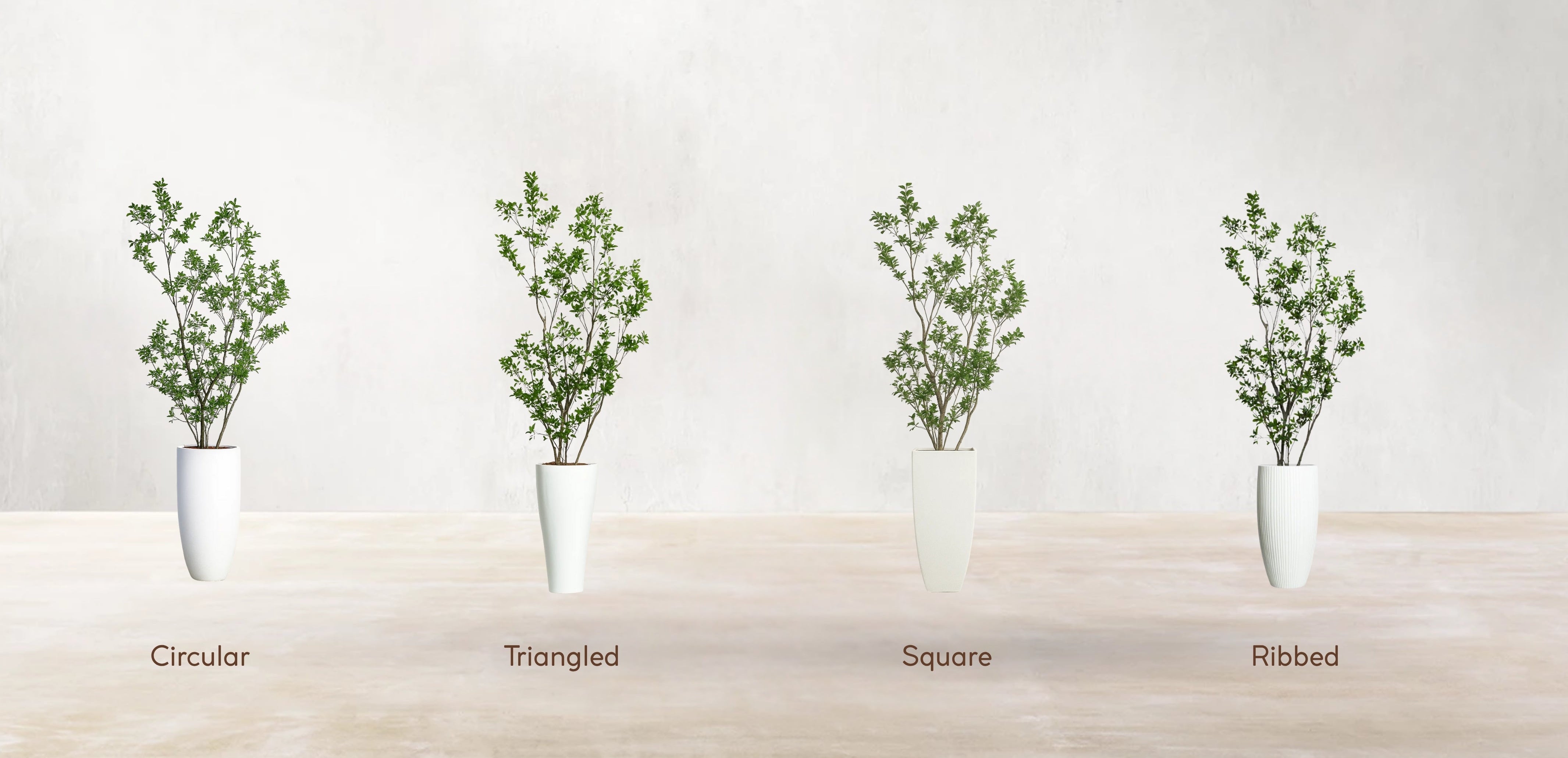 Asian Ficus Tree