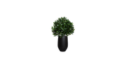 European Bay Leaf Shrub