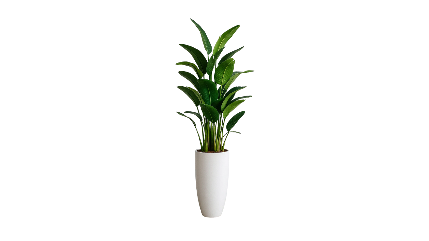 Bird of Paradise