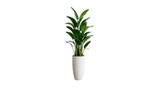 Bird of Paradise
