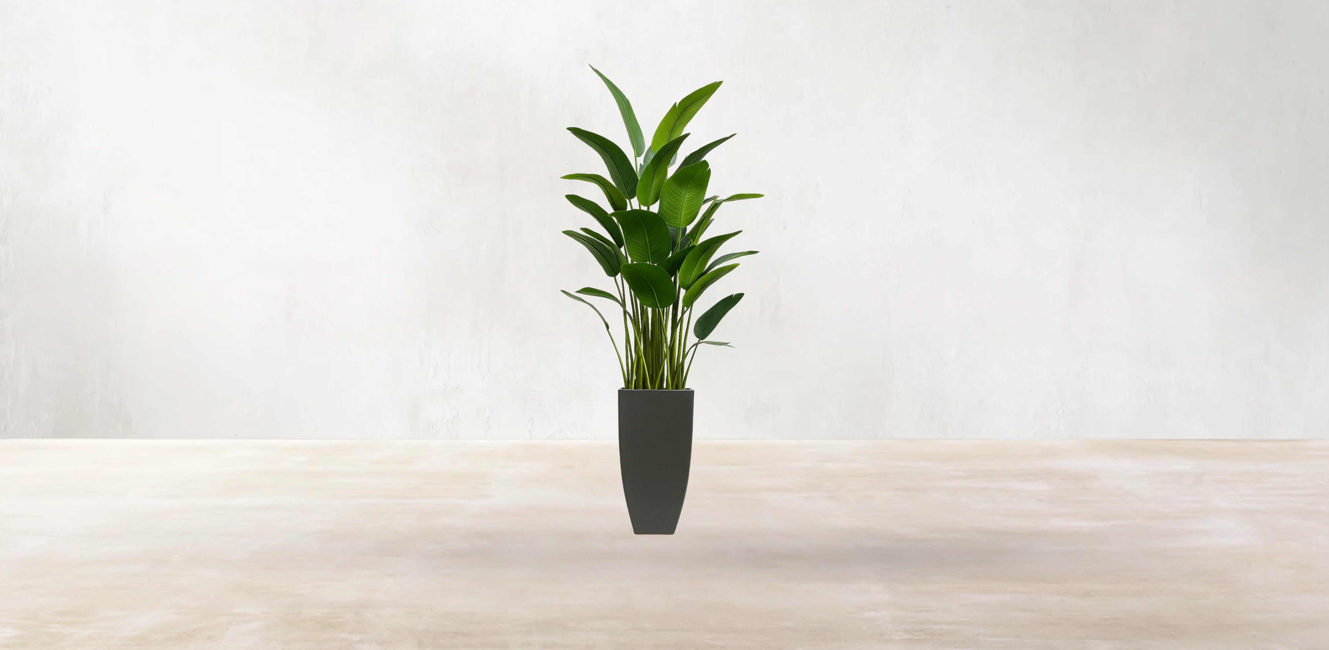 Bird of Paradise