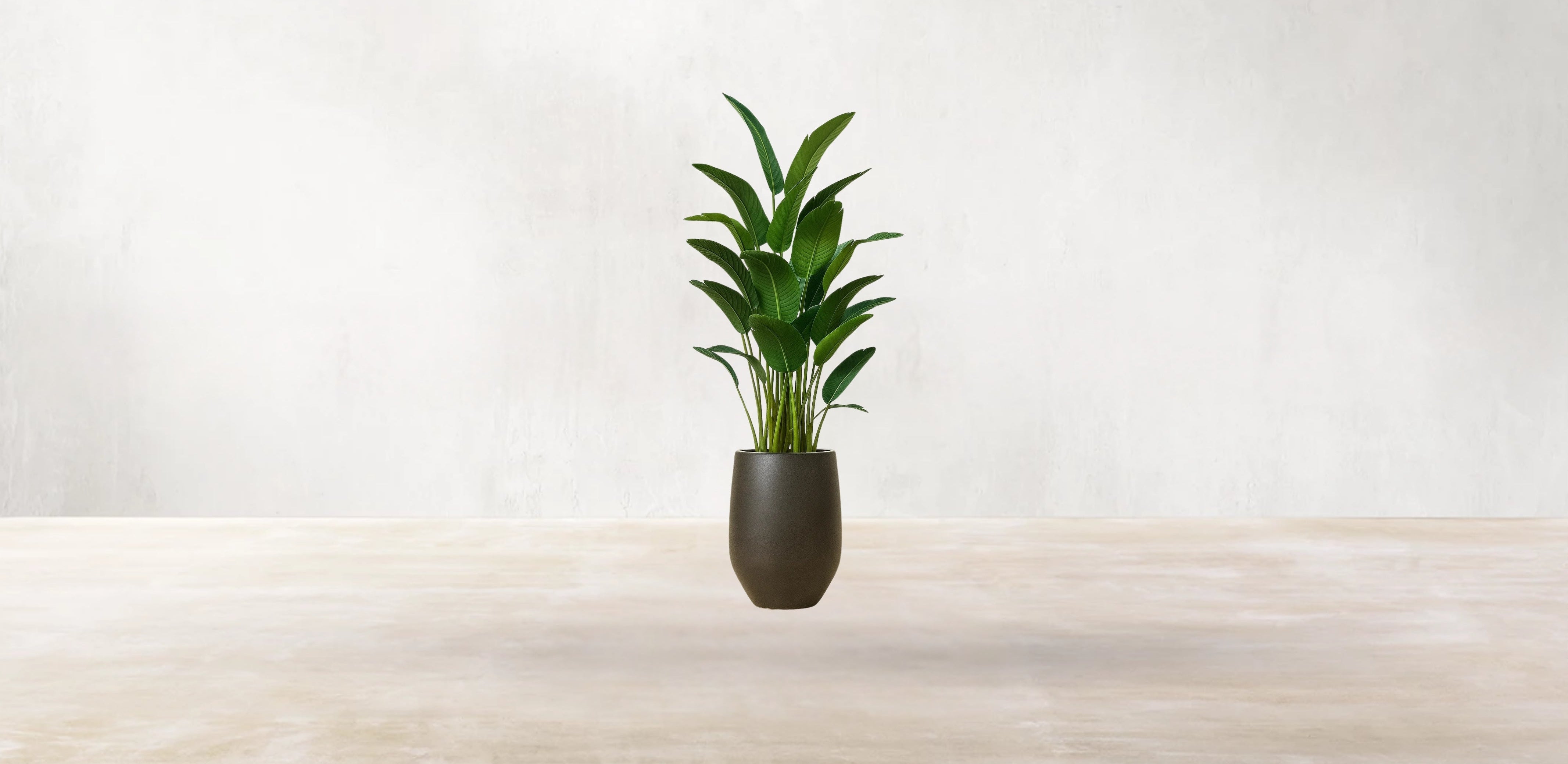 Bird of Paradise