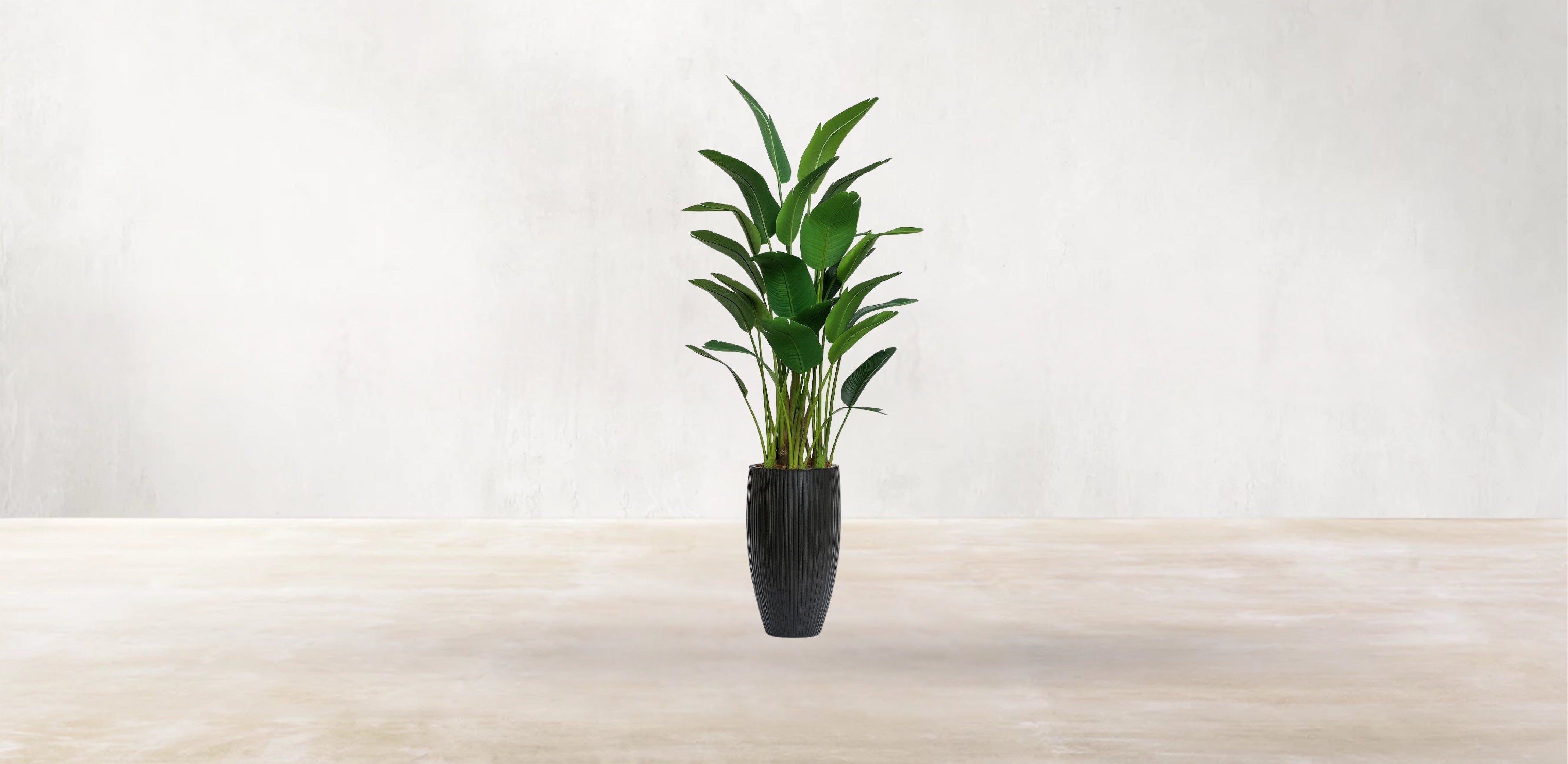 Bird of Paradise