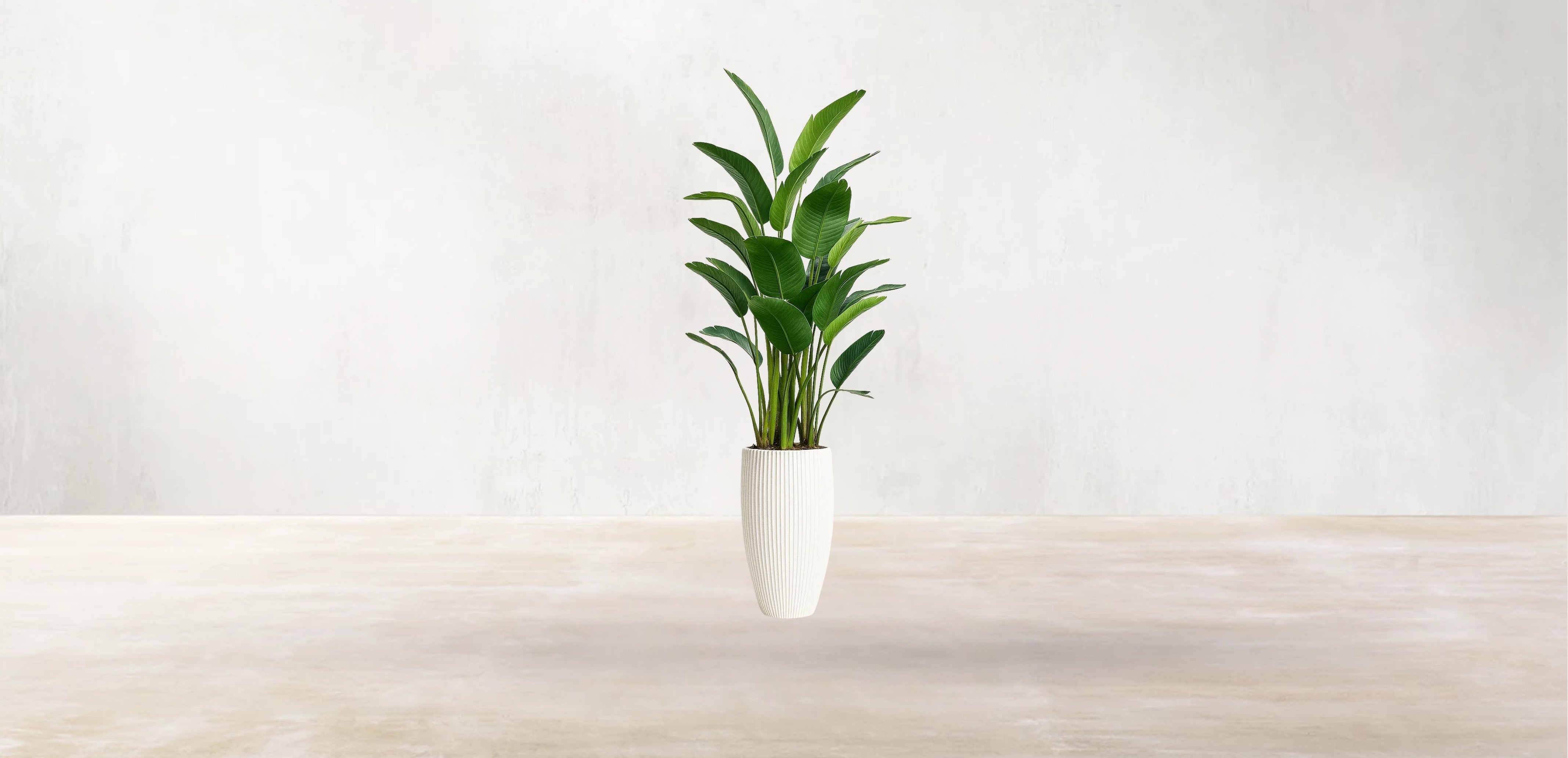 Bird of Paradise