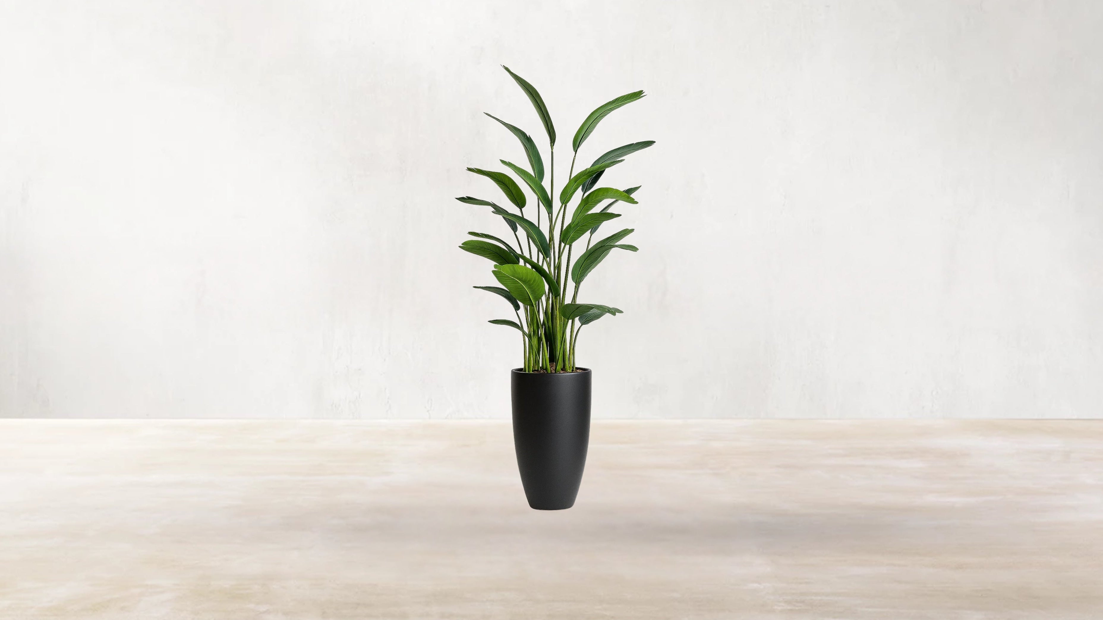 Bird of Paradise