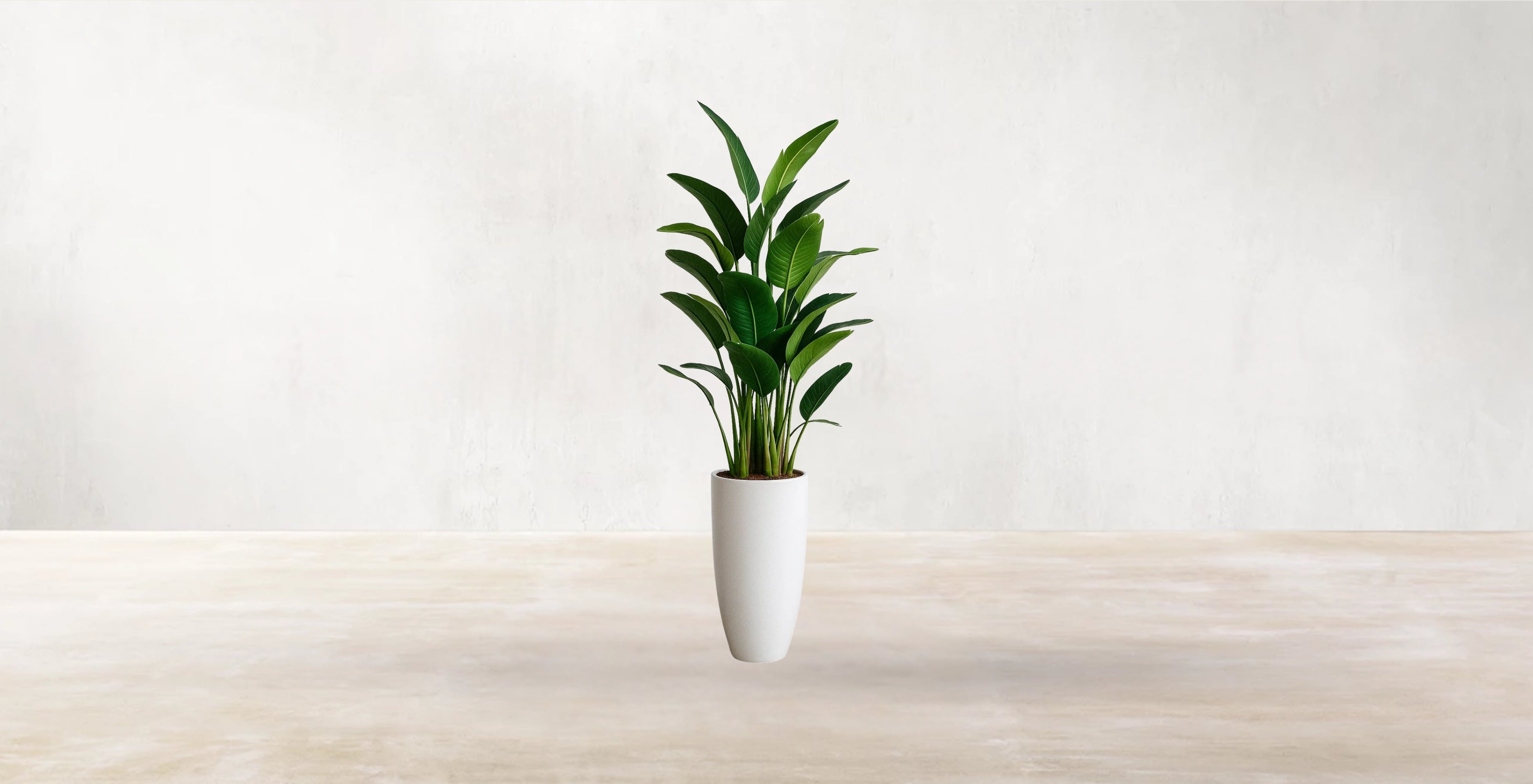 Bird of Paradise
