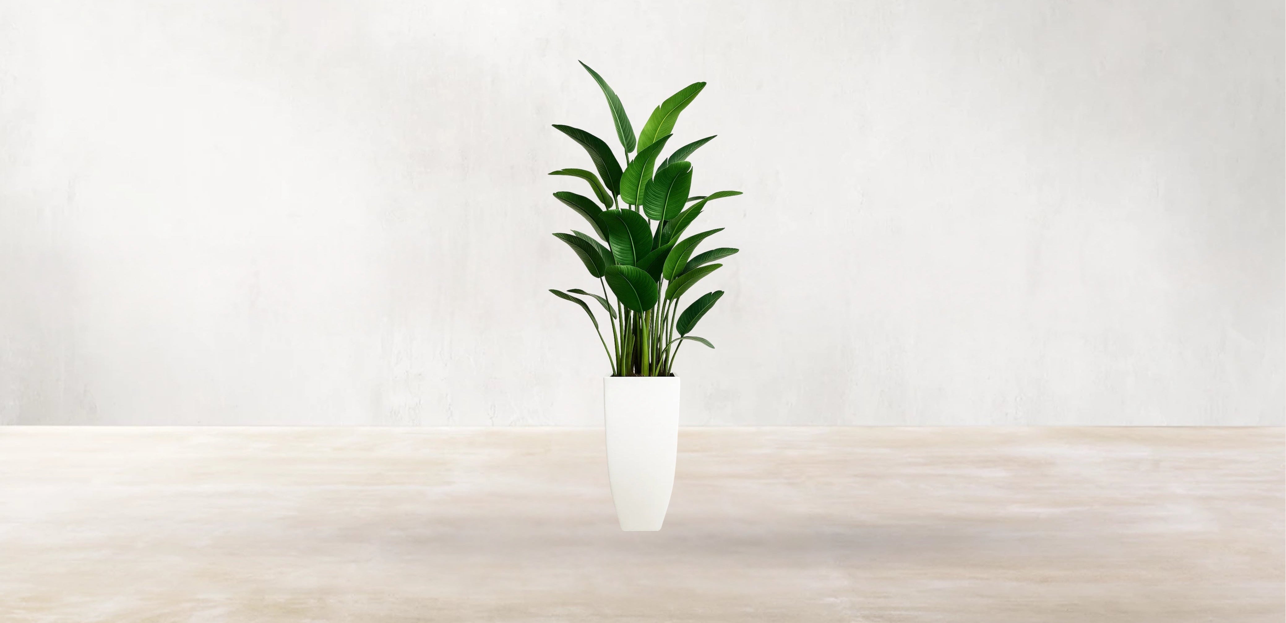 Bird of Paradise