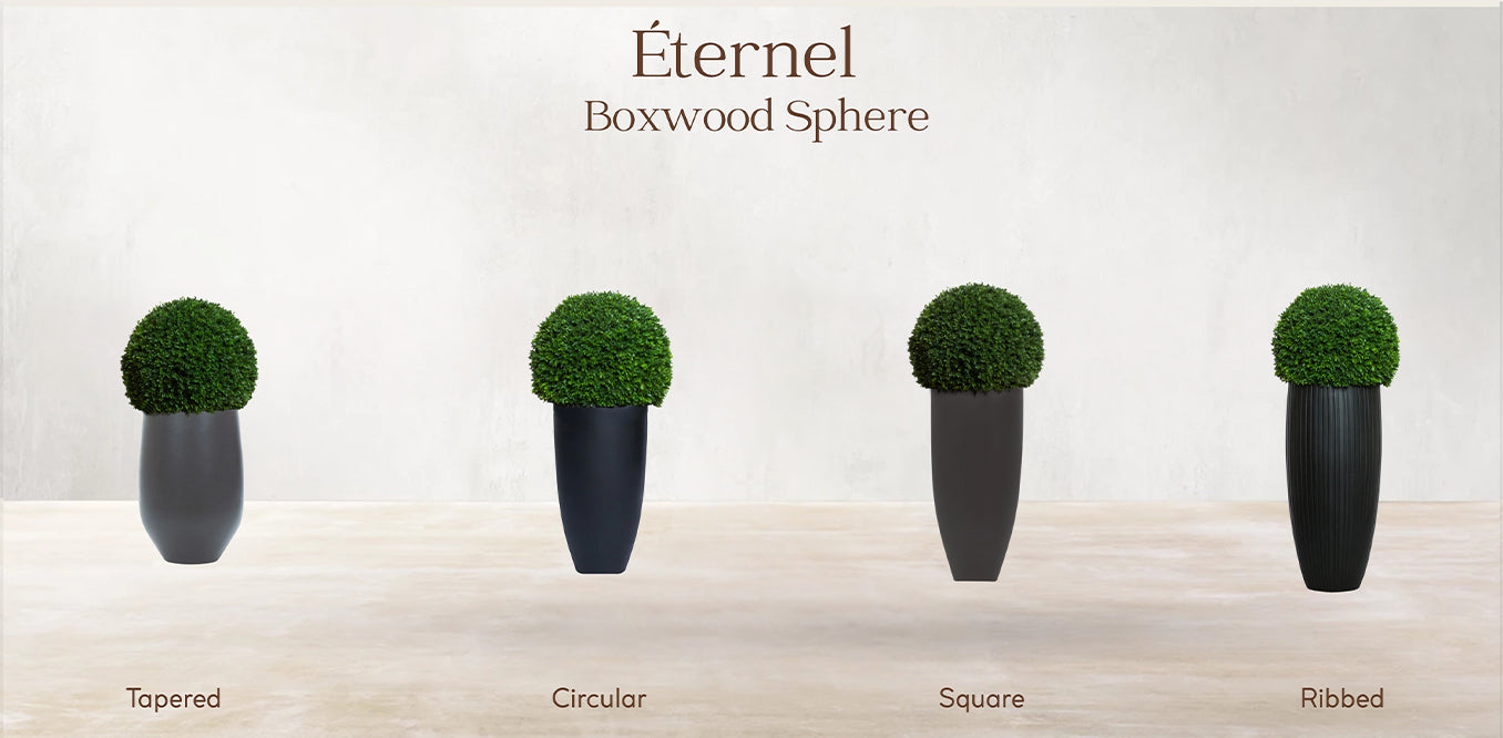 Boxwood Sphere