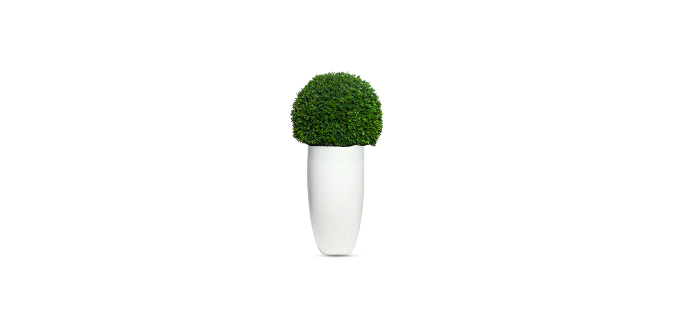 Boxwood Sphere