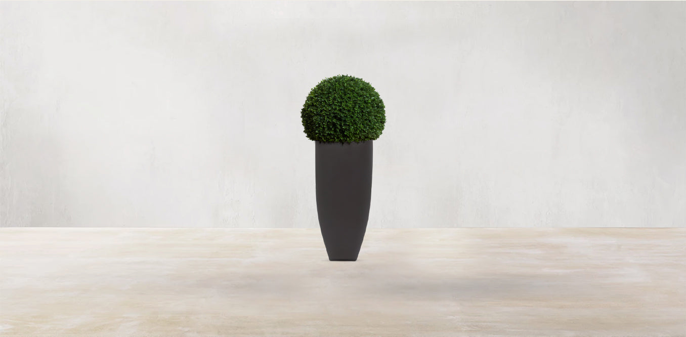 Boxwood Sphere