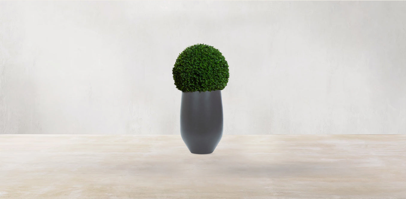 Boxwood Sphere