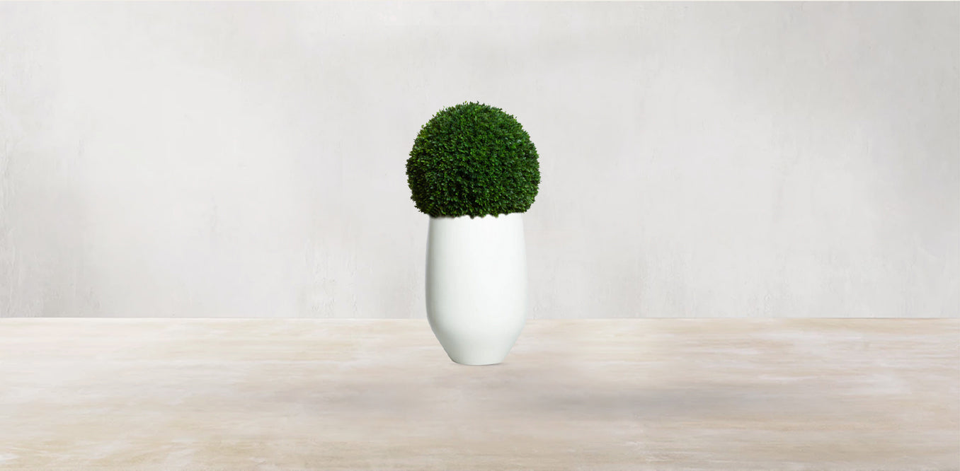Boxwood Sphere