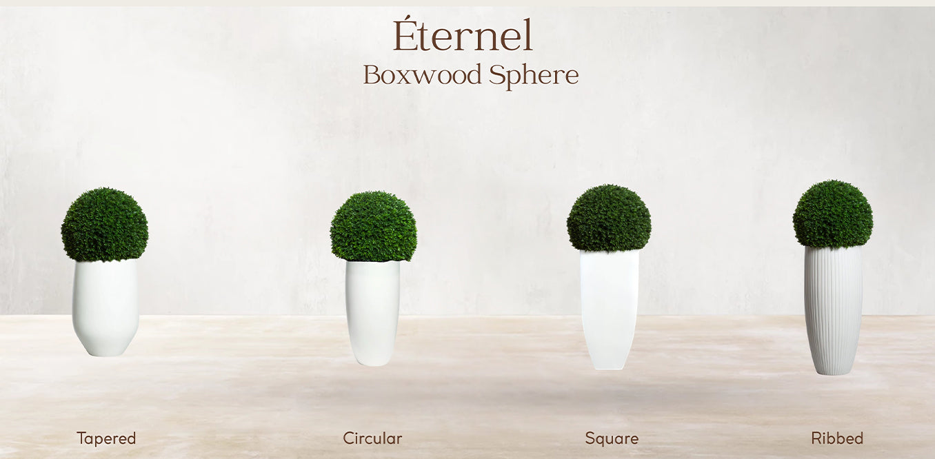 Boxwood Sphere