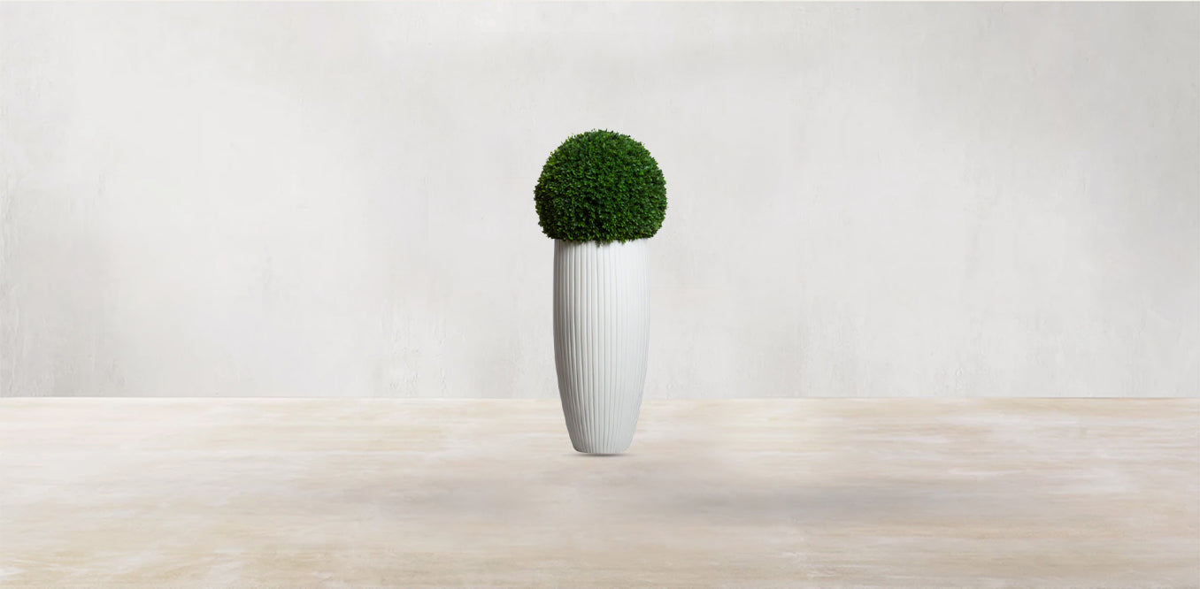 Boxwood Sphere