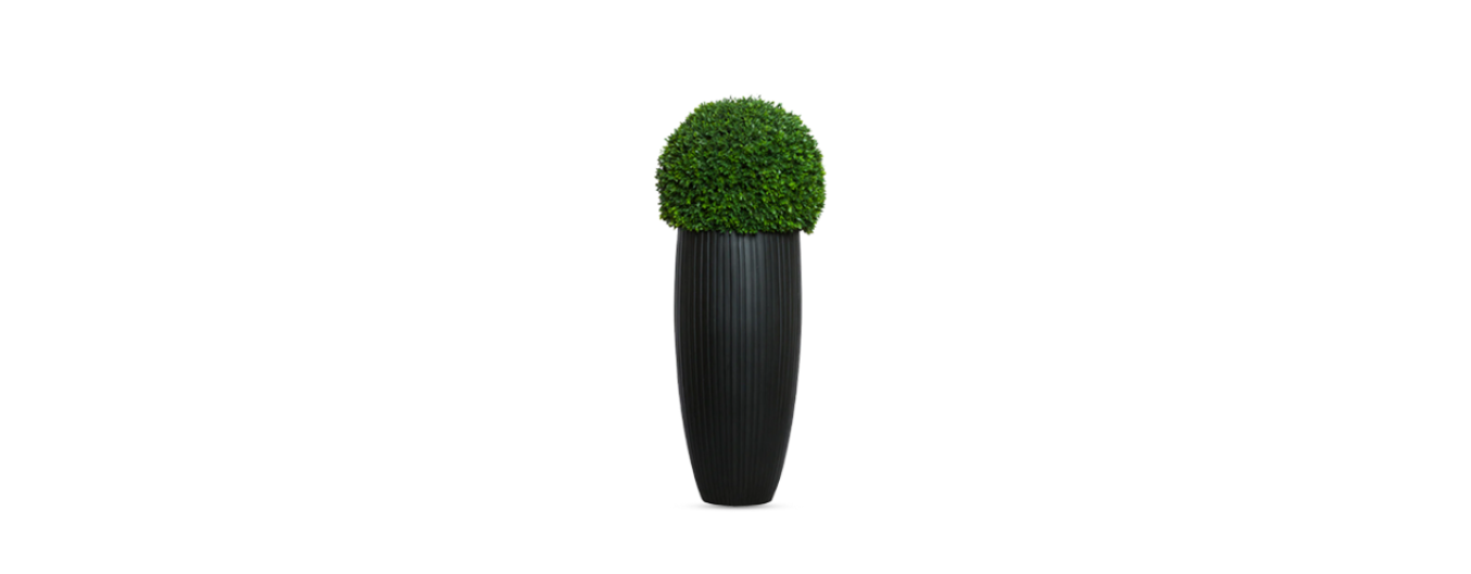 Boxwood Sphere