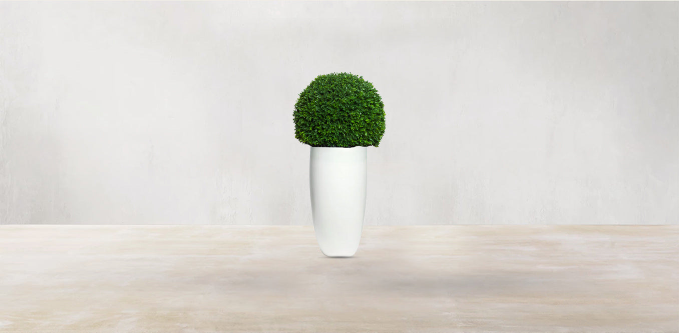 Boxwood Sphere