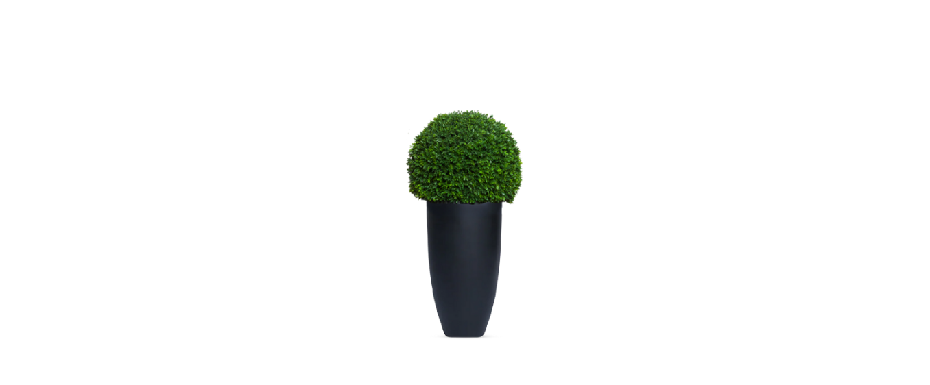 Boxwood Sphere