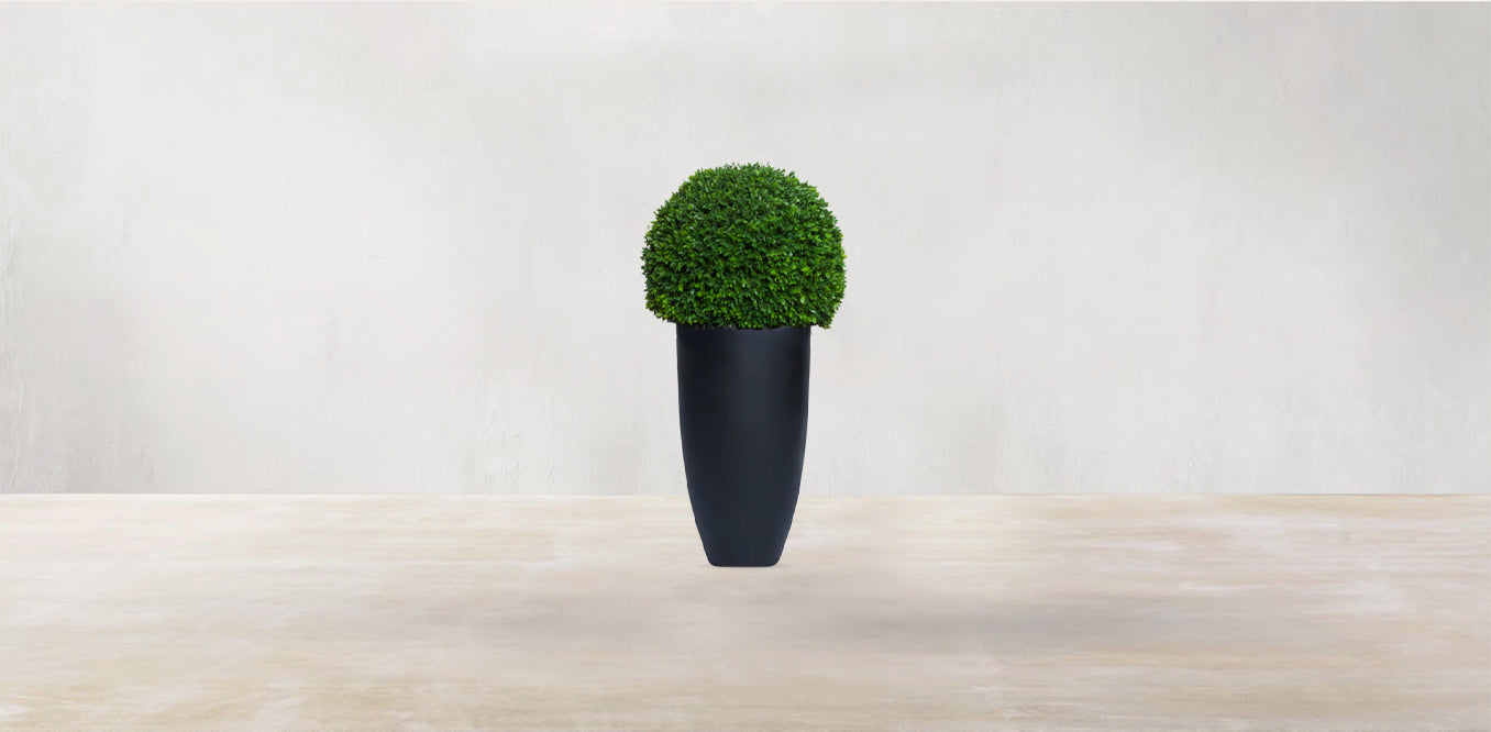 Boxwood Sphere