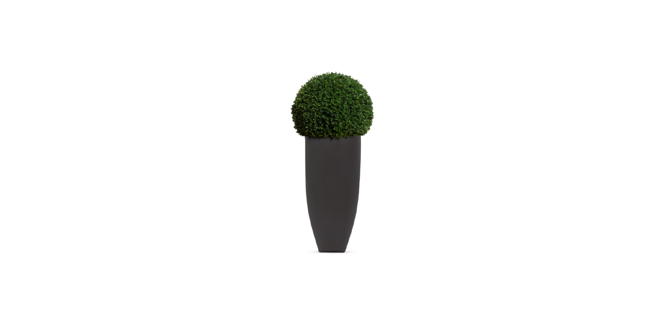 Boxwood Sphere