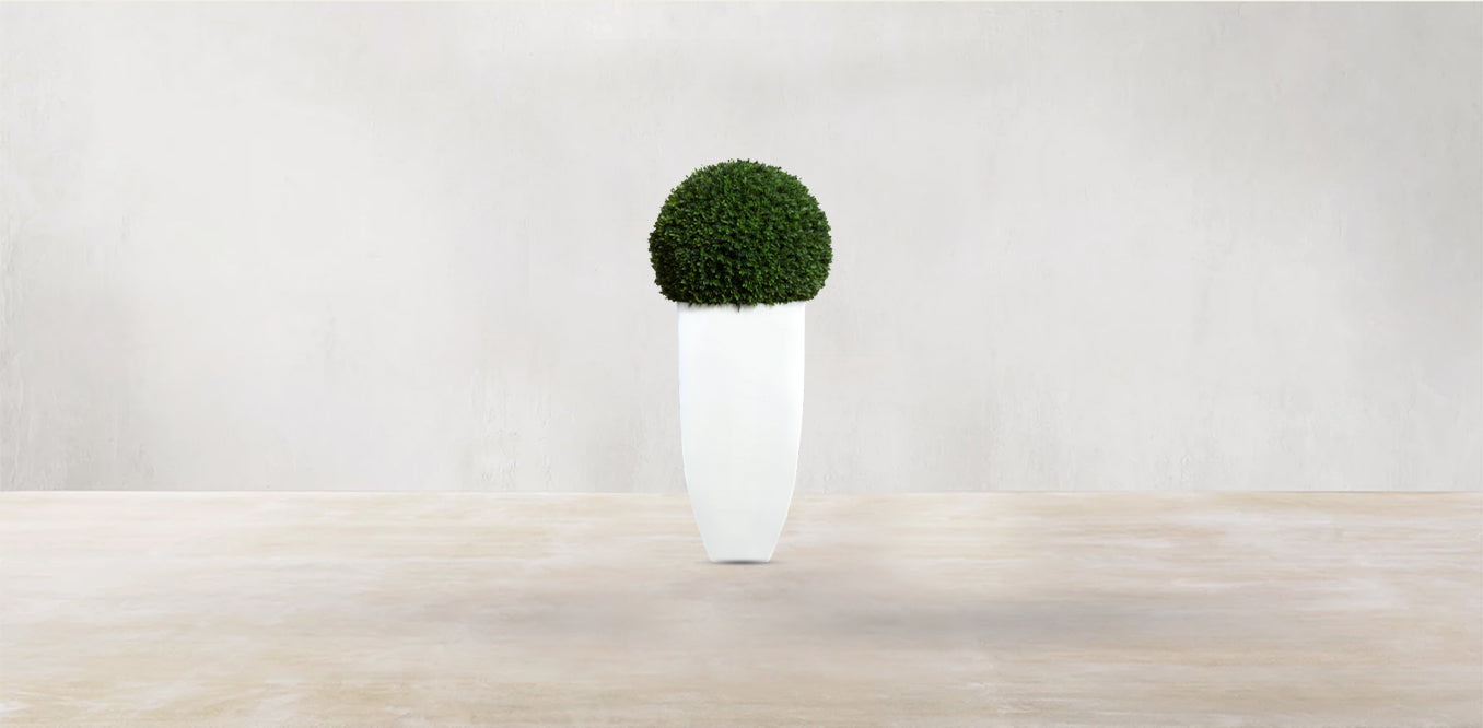 Boxwood Sphere