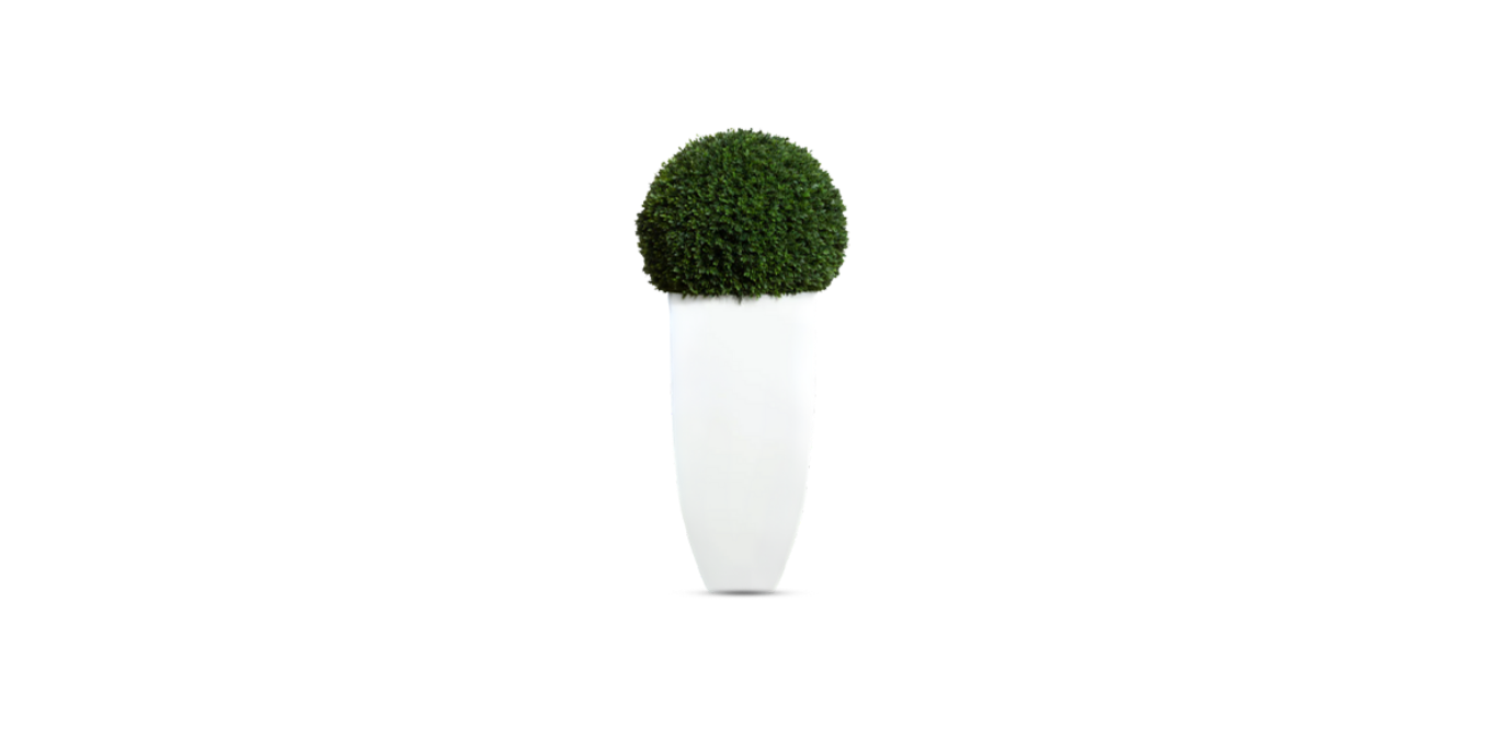 Boxwood Sphere
