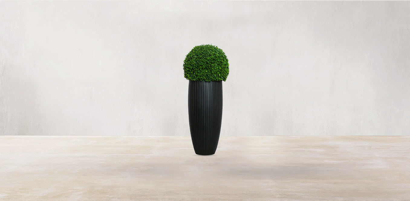 Boxwood Sphere