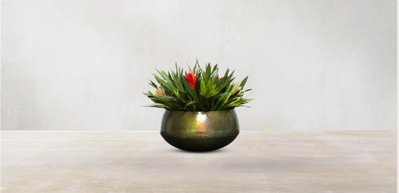 Rustic Bromeliad of South America