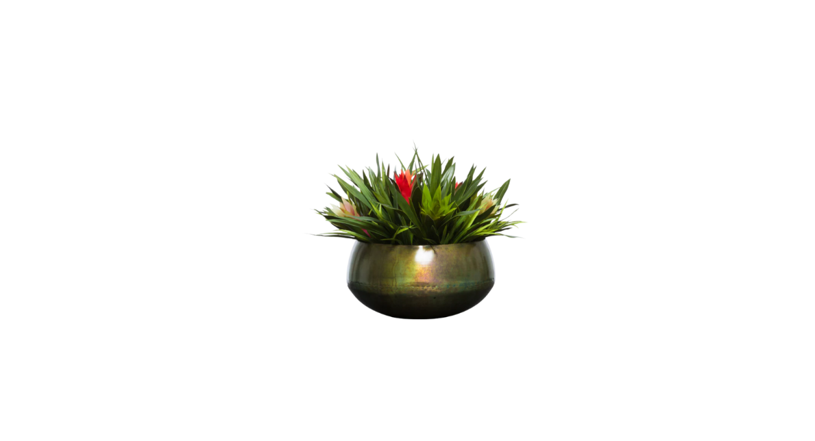 Rustic Bromeliad of South America