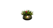 Rustic Bromeliad of South America