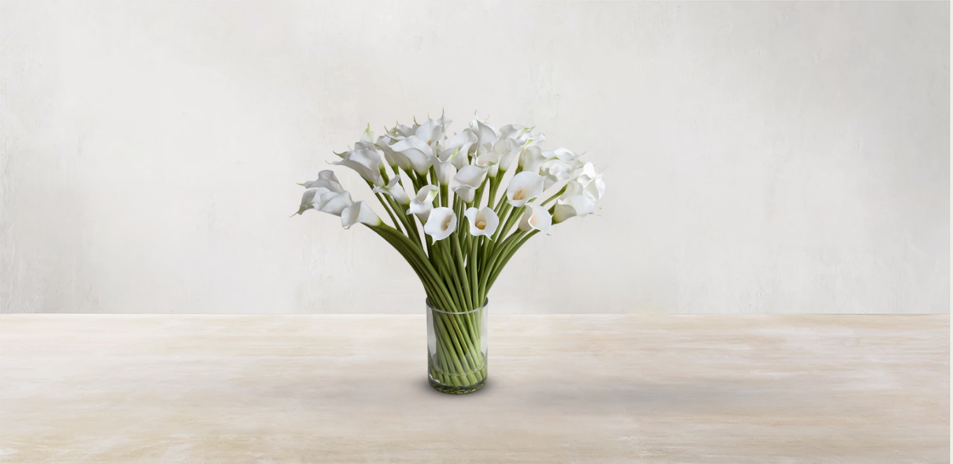 Calla Lily of South Africa