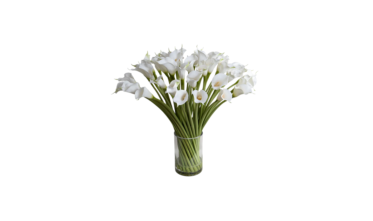 Calla Lily of South Africa