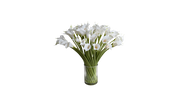 Calla Lily of South Africa